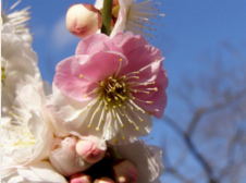 ファイル 61-1.png