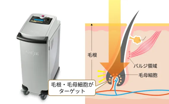 毛根・毛母細胞
